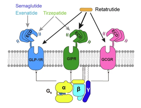 GLP-1R、GCGR、GIPR多靶點(diǎn)激動(dòng)劑與代謝疾病